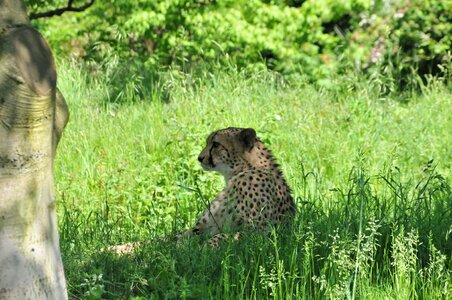 Cheetah animal big cat photo