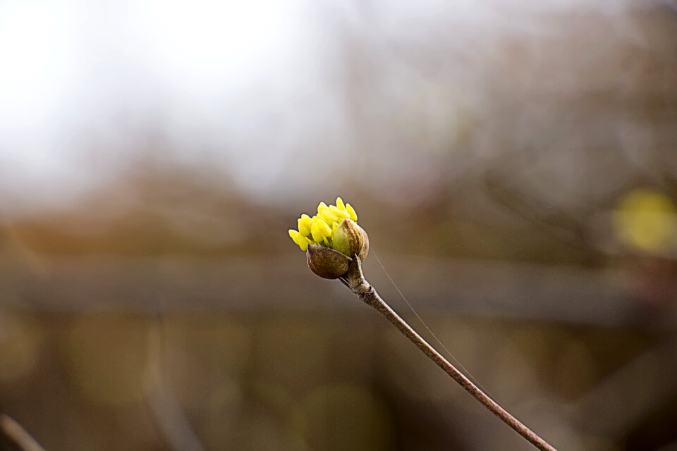 Cornus yellow nature