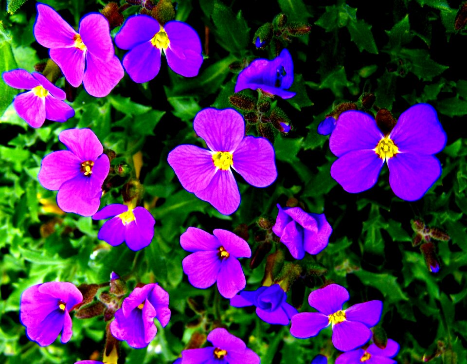 Viola purple spring
