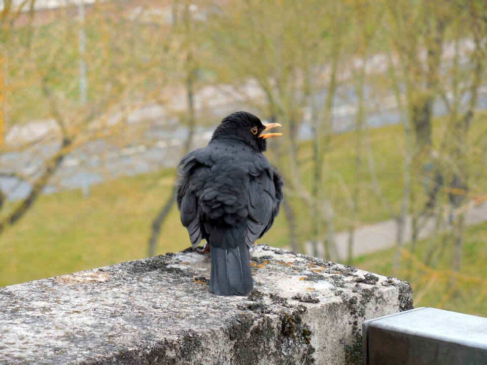 Bill plumage feather