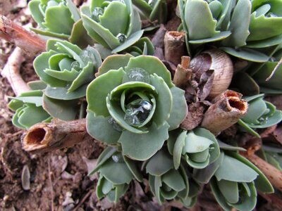 Close up nature dewdrop