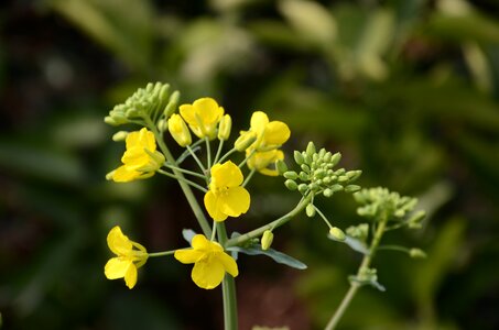 Yellow rape Free photos