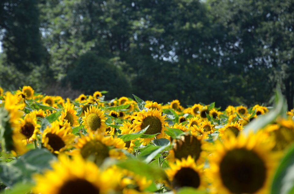 Sunflower flower yellow