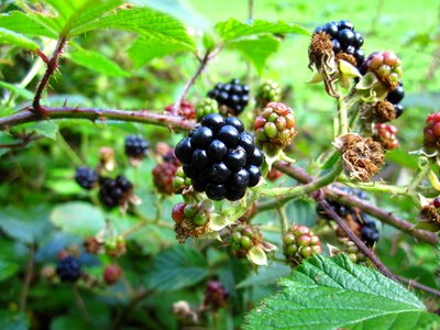 Sweet ripe wild fruit