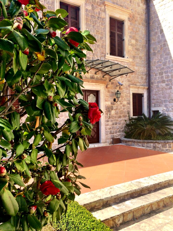 Spring camellia dubrovnik
