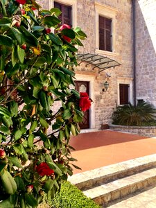 Spring camellia dubrovnik