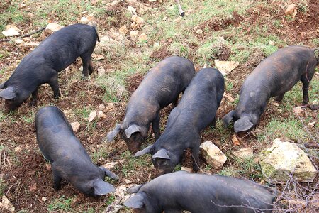 Piglet pigs animals