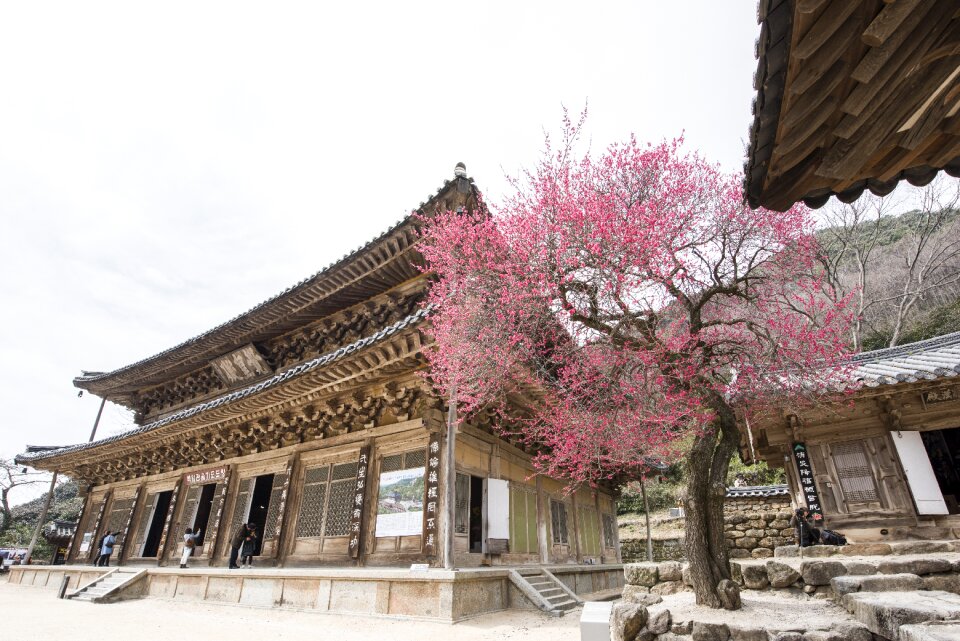 Hwaeomsa red plum temple