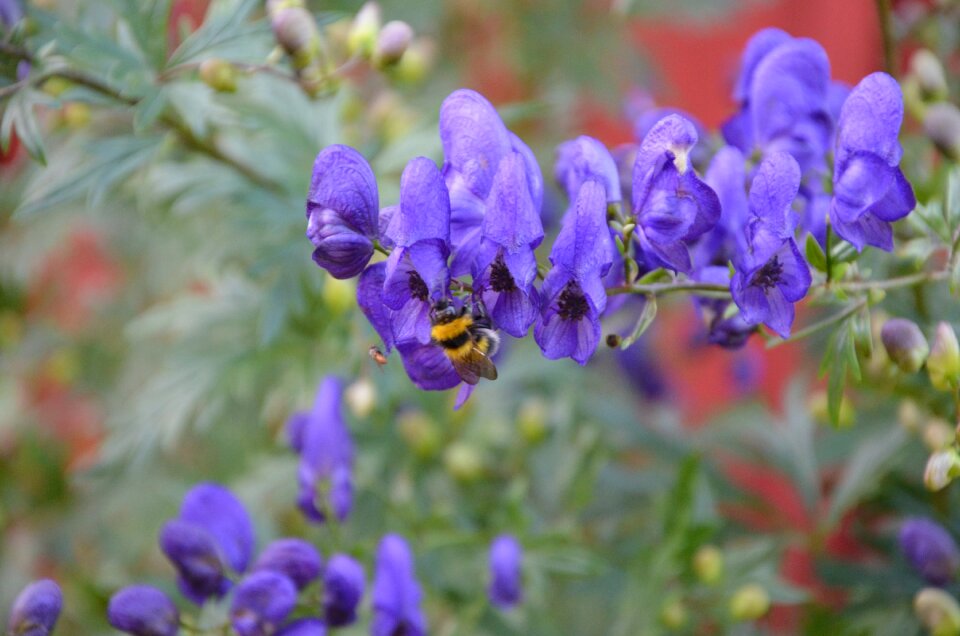 Insect pollination nature