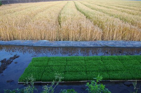 Wheat couch farming