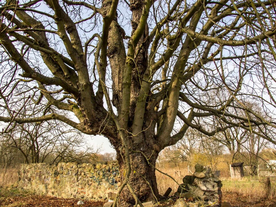 Gnarled bark structure