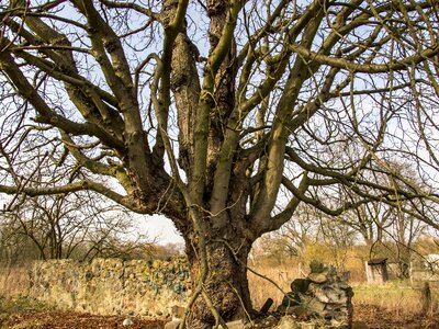 Gnarled bark structure