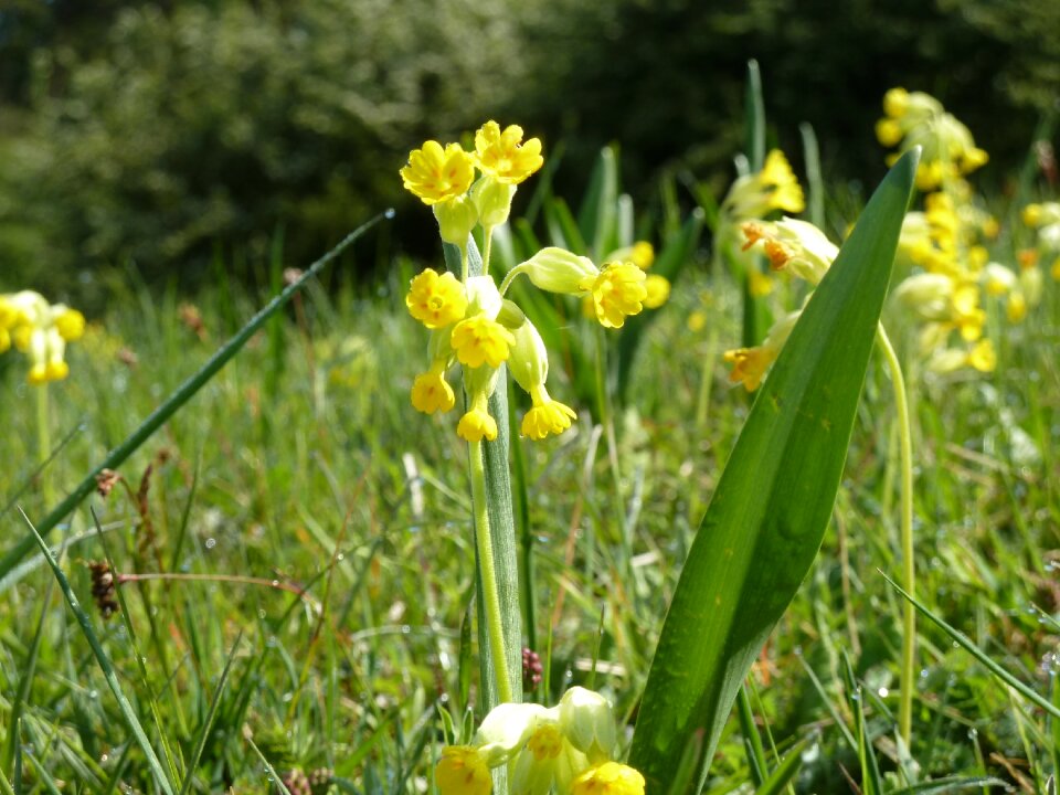 Yellow spring primrose close up