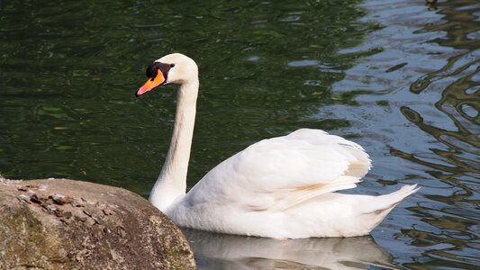 Pride water bird pond