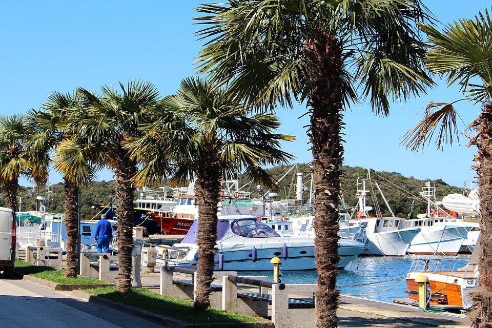Palm trees harbor promenade ships
