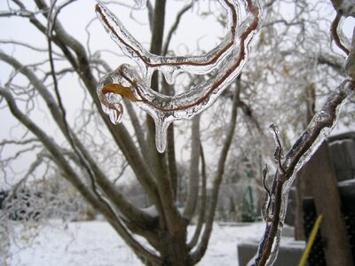 Branch tree january