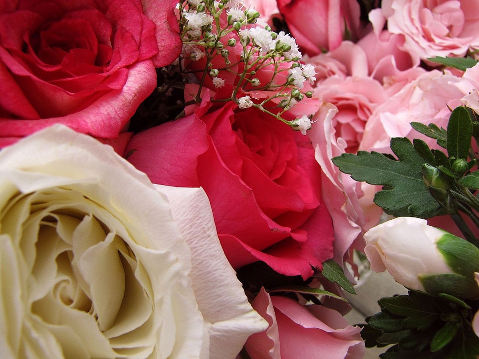 Rose plant flora
