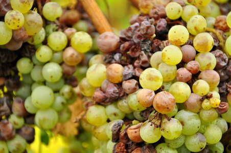 Vine green grapes close up