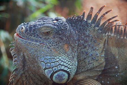 Lizard reptile loropark