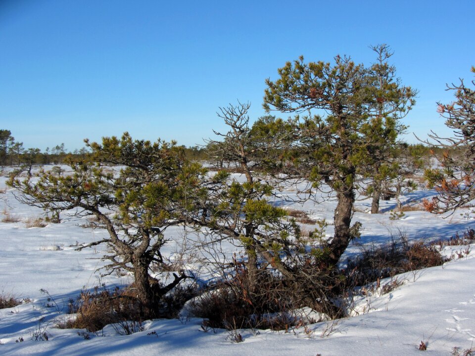Pine bog