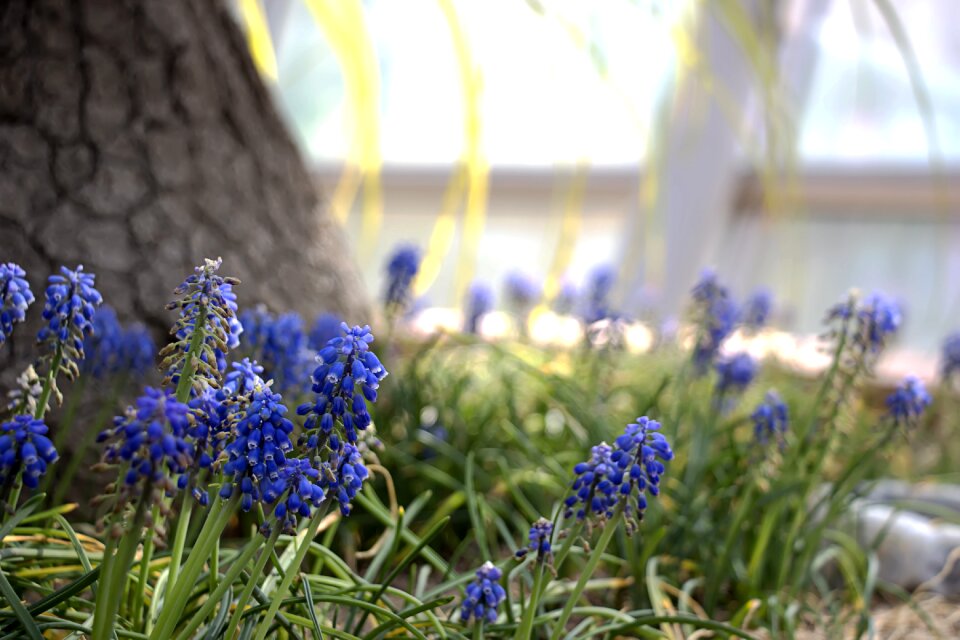 Behold spring flowers plants