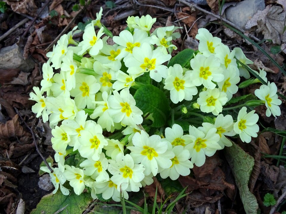 Flowers spring nature