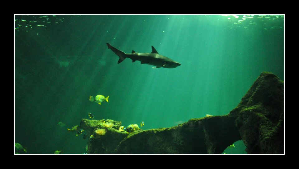 Shark aquarium fish photo