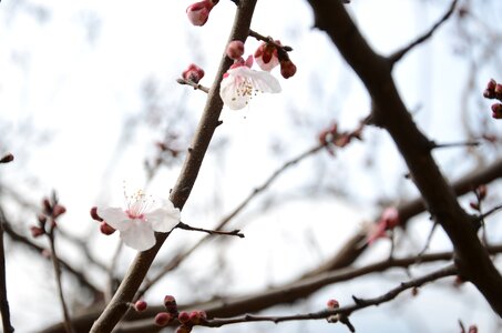 Plum blossom white pure