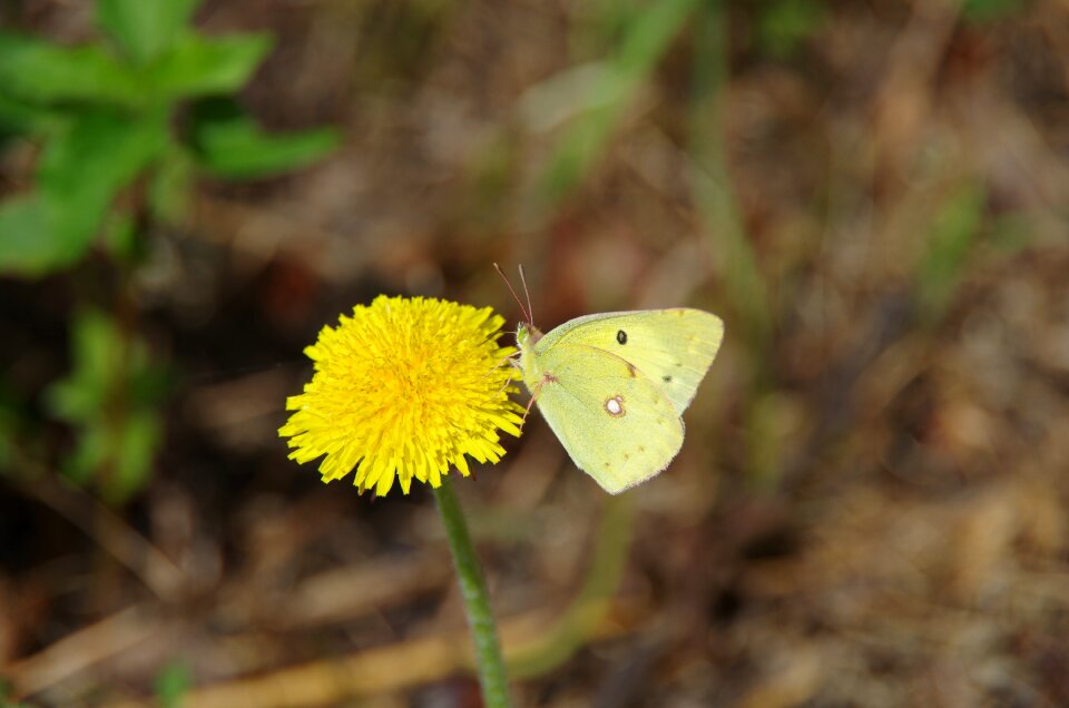 Butterfly nature dandelion