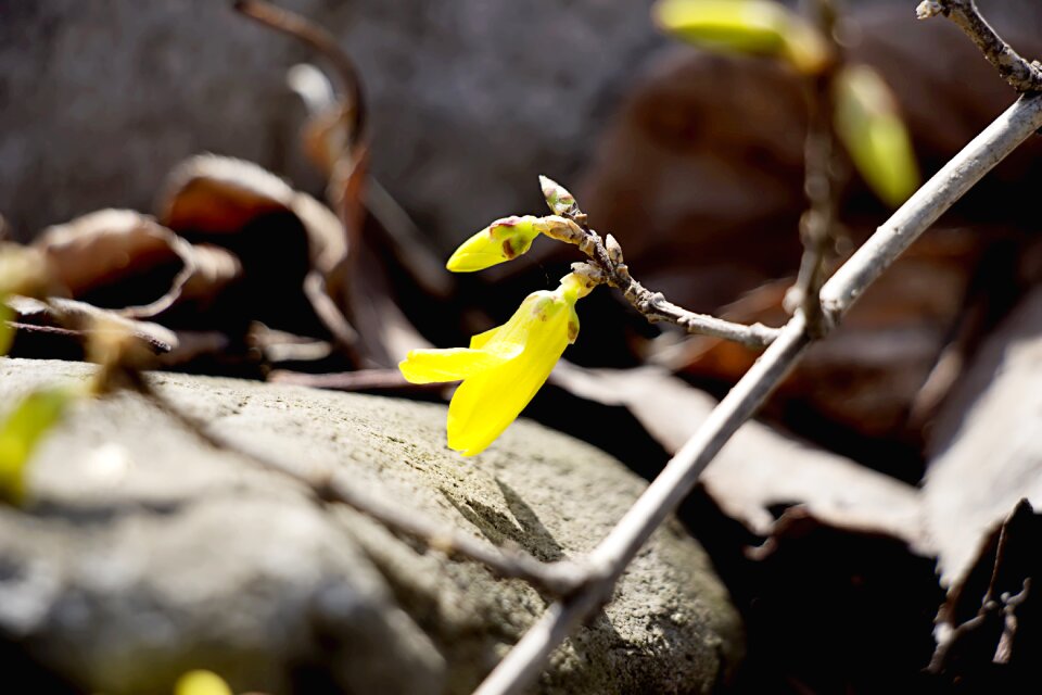 Landscape yellow yellow flower