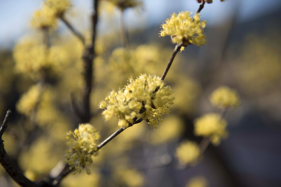 Cornus jiri top town