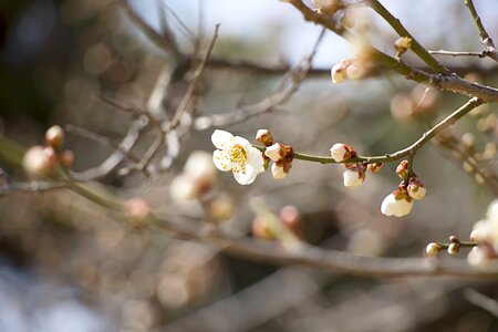 Cherry blossom sakura pink flower