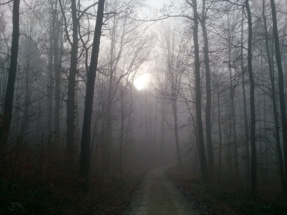 Forest path colourless backlighting photo