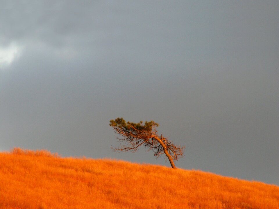 Brittany tree unique