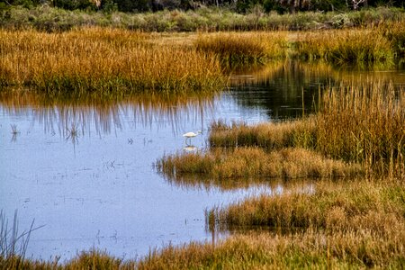 Nature swamp avian photo
