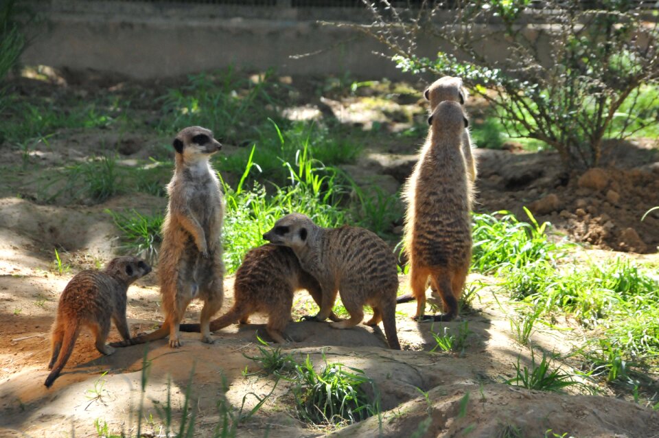 Meerkat animals curious