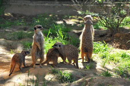 Meerkat animals curious