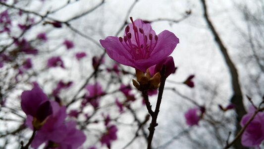 Azalea spring flowers
