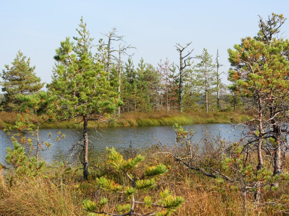 Trees river