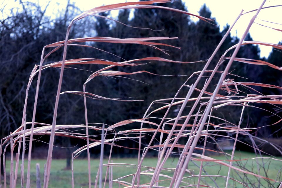 Mood plant landscape