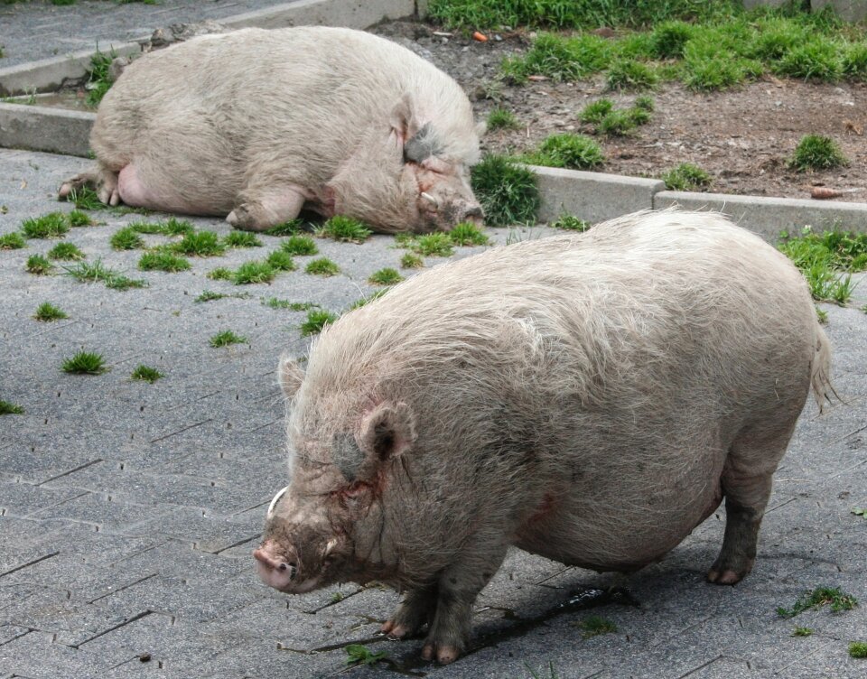 Animal pig slope construction pig