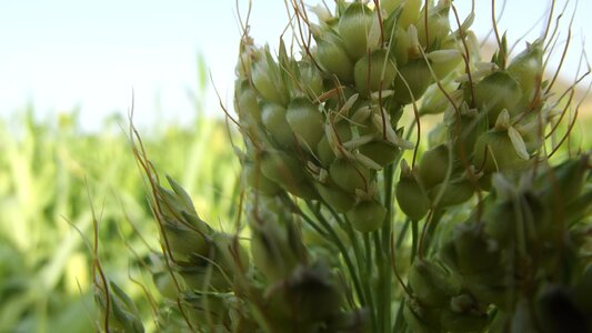 Harvesting green spike
