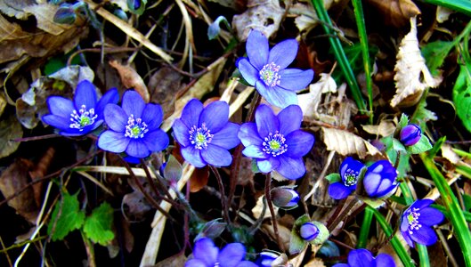 Forest flower spring blue