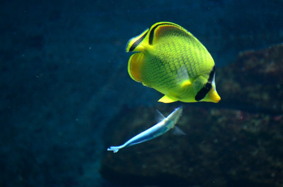 Water meeresbewohner underwater