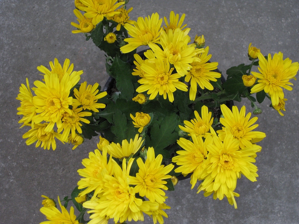 Yellow flower plant