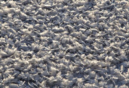 Snow frost skim of ice