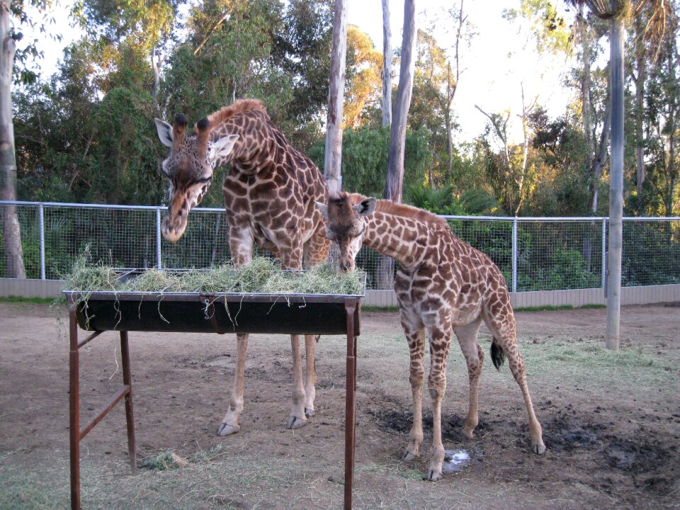 Wildlife animals africa