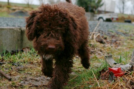 Water dog lagotto dog
