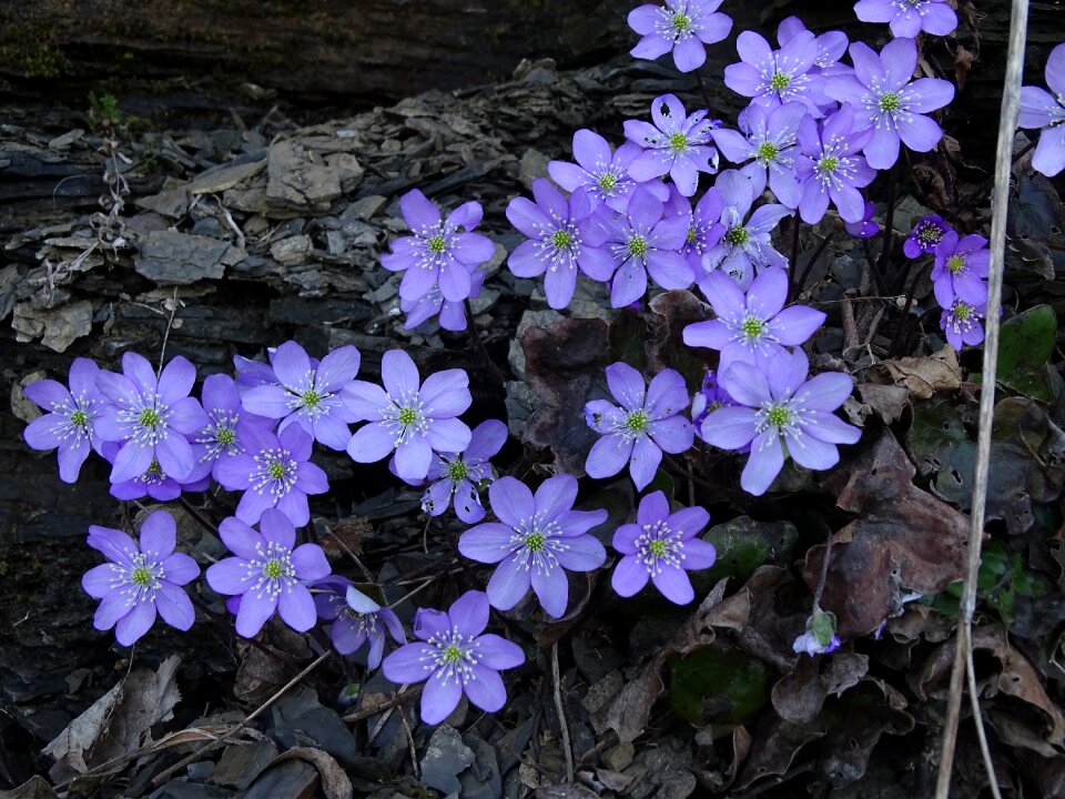 Spring nature flower