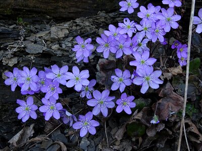 Spring nature flower